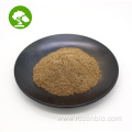 Factory Supply Angelica Extract/Angelica Sinensis Extract